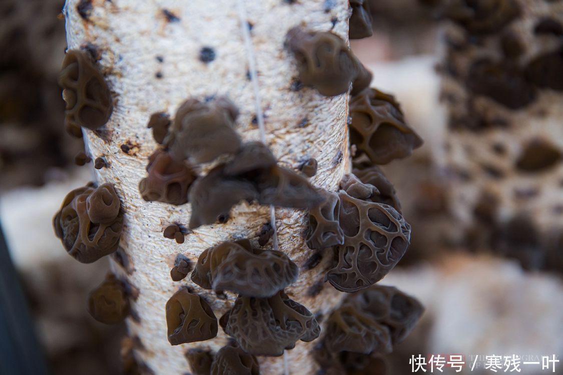 科技|走进陕西木耳种植基地,素食之王是这么长的,科技的力量太强大