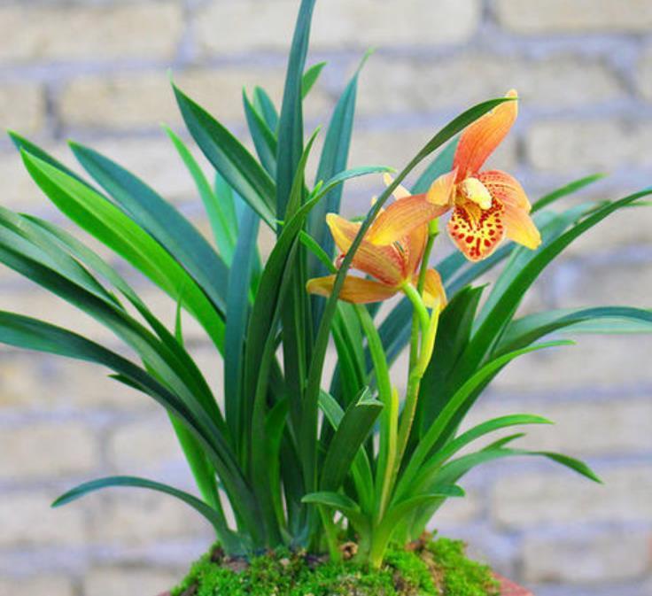 养兰花的“小妙招”，年后做好这“2步”，新芽才能翻倍长！