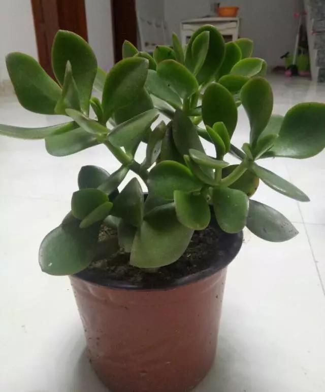 用3招，就能养出漂亮的盆栽，不愁没有花盆用了