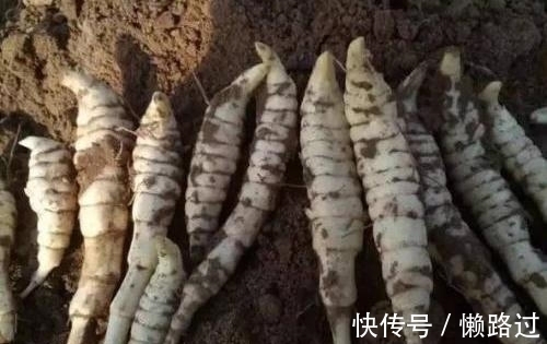 民间|农村一种植物，根像蚕宝宝，民间称为“土冬虫草”，你是否认识？