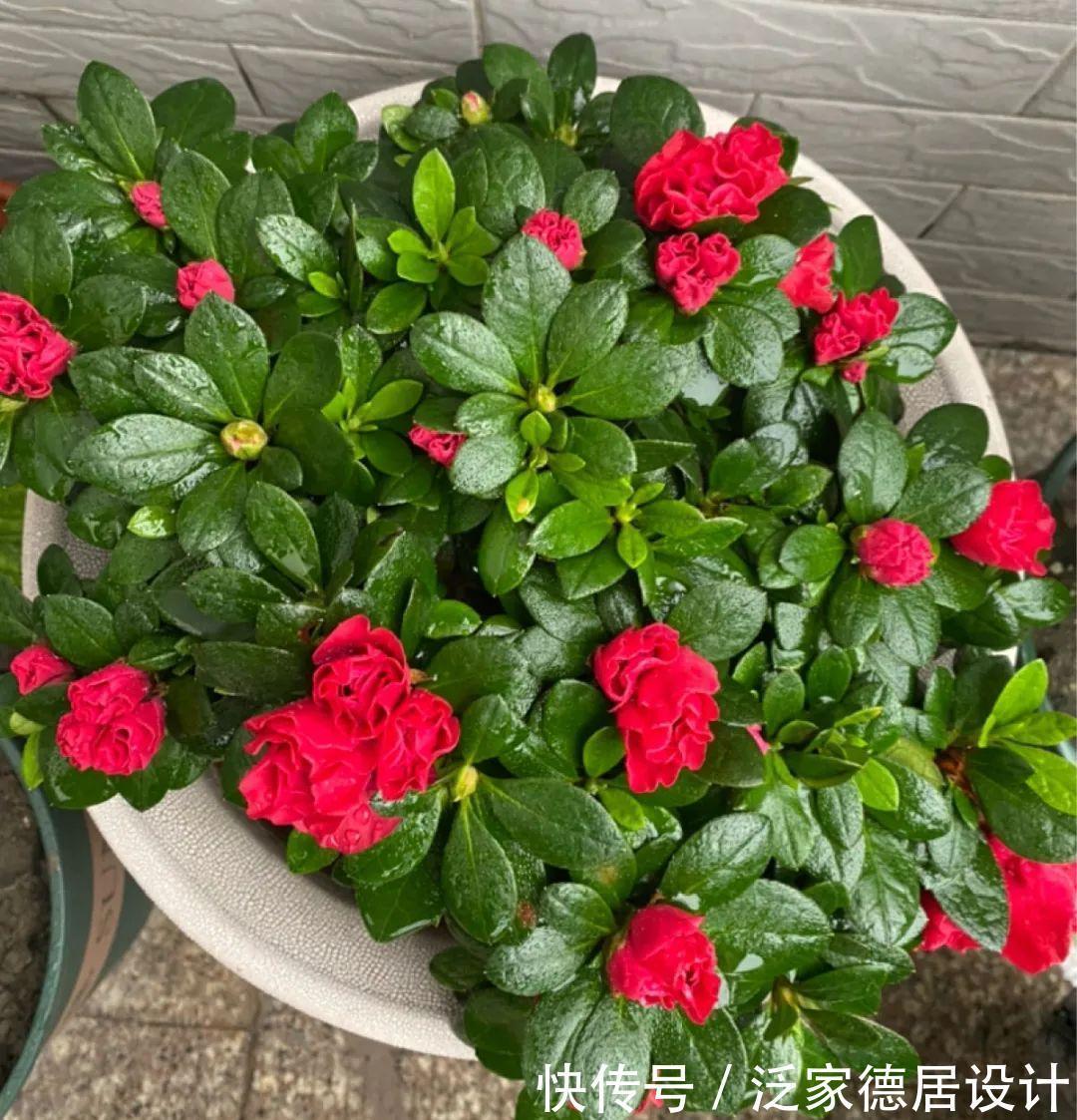 绣球|6种花“苏醒”了，多浇水、要施肥，下个月就开花