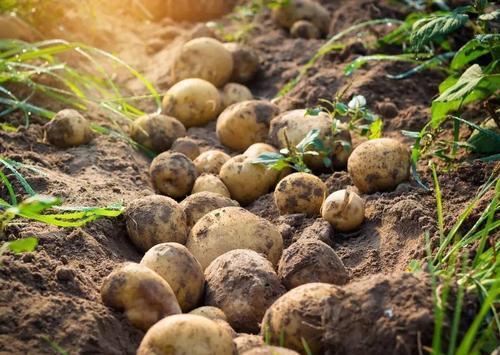 茄子皮|“秋吃果，冬吃根”，2根、2果一起吃，软化血管、助阳、强体质