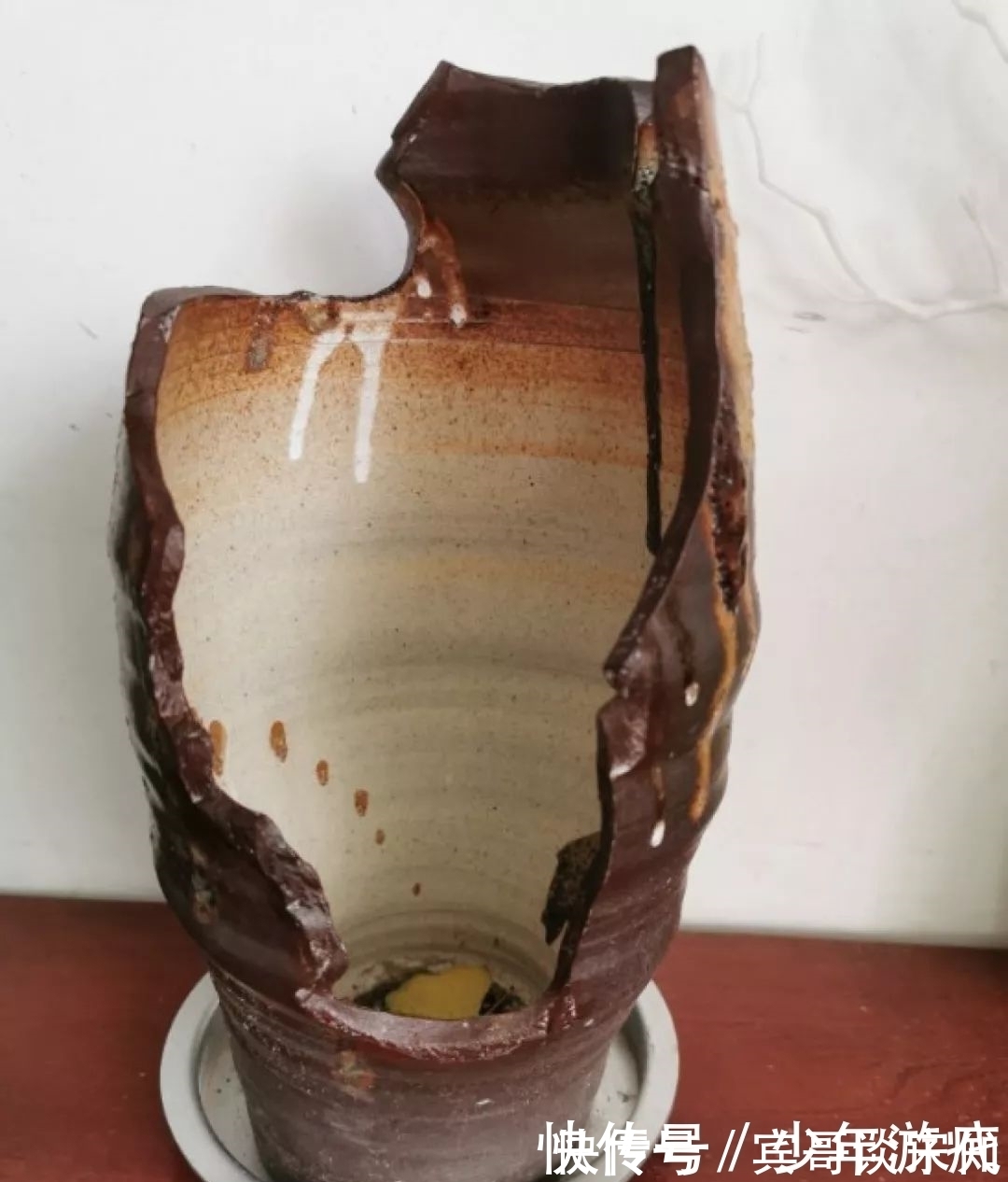 花园|养花技巧：客厅养一堆便宜花，一年四季开不停，没钱也能变花园！