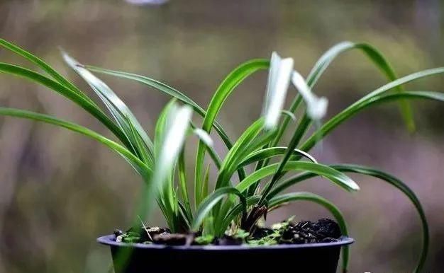 二氢钾|养好兰花的口诀,书本上学不到的经验,喜欢就收藏吧