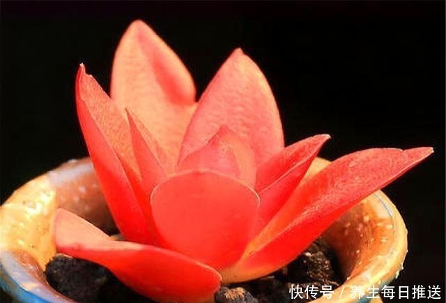 养多肉火祭,核心就是1个“懒”字,在这3点懒一些,火红喜庆!