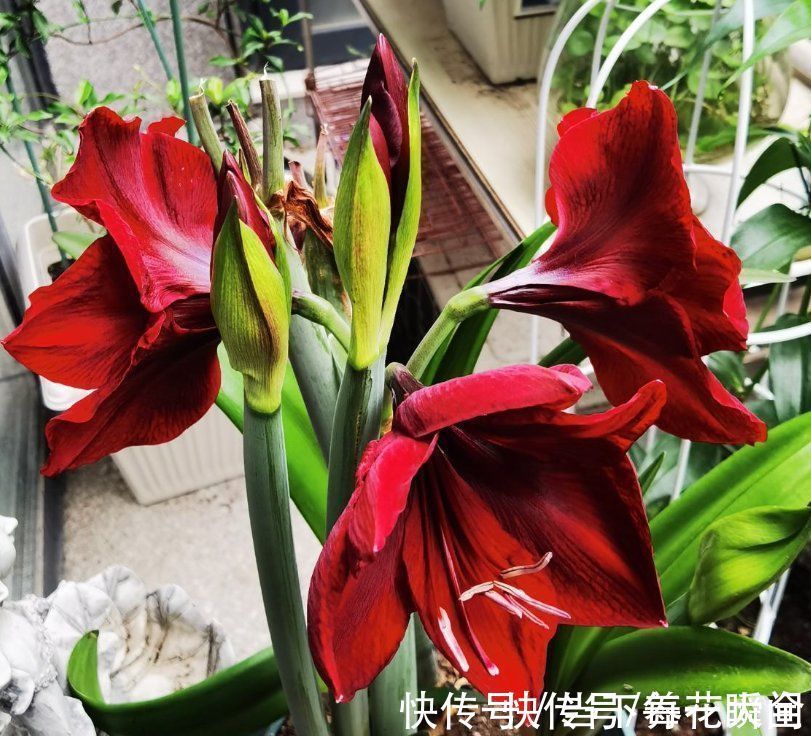 1个“洋葱球”埋土里,20天冒出“青葱芽”,一个月开花比脸大