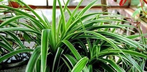 黄叶|养吊兰，最忌讳1件事，难怪黄叶，还弯折，现在纠正也不晚