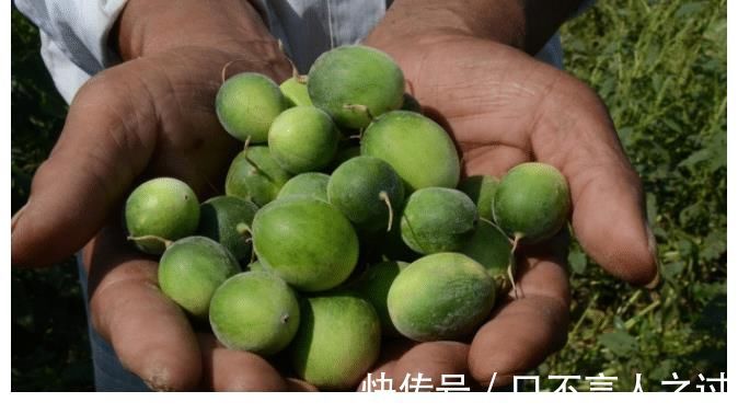 阿科比|农村即将“消失”的野果子,吃过4种正常,全吃过的说明您真老了