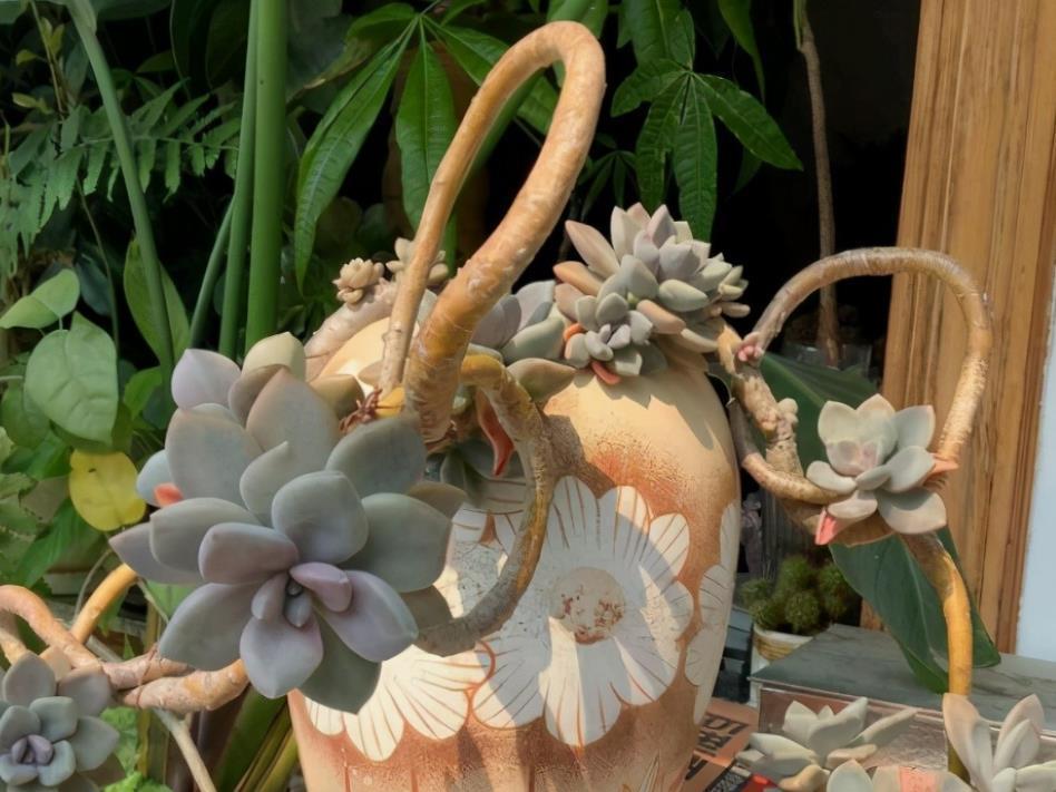 春季养多肉,先用水催养,再控成大老桩,还不信多肉不出悬挂老桩