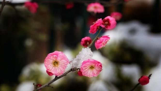 最低温度|下雪才好看的3种花,想让花开的美,别早早搬入室内
