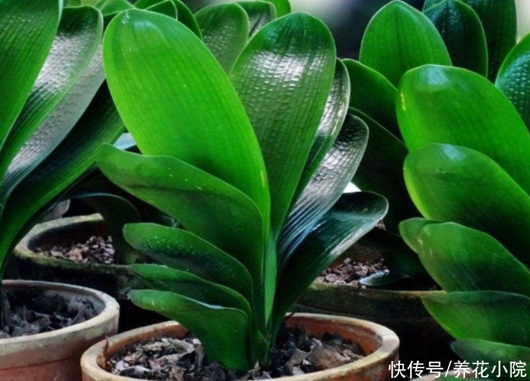 阳台上|夏天6种花太怕热，要“少水少肥少光照”，才能长得旺