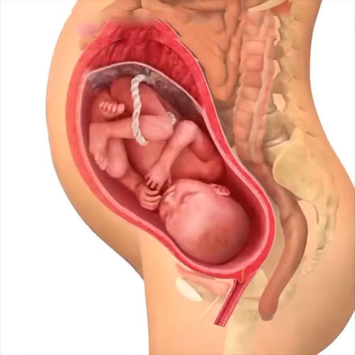 胎儿|孕期40周胎儿生长发育组图，胎儿是这样一天天长大的