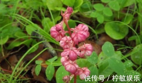 中草药|俗称“鹿蹄草”,野生可遇不可求,男人吃了身体好