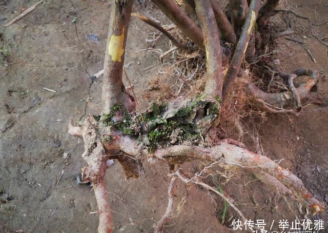 映山红是怎么种植的?掌握这些技巧,40天能生根,90天可成活