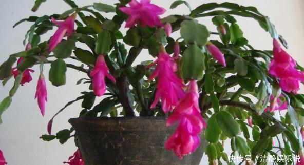 鸡蛋|鸡蛋全身是宝将它们分开用作养花,可让盆栽枝繁叶茂、多开花