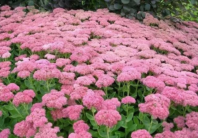 4种花卉不要随便丢,小心它们长满你家院子