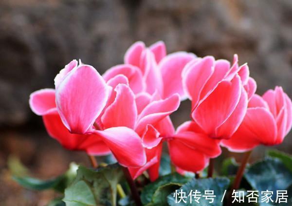 凌波|养花试试这几款，花朵凌寒而开，清新超俗的美