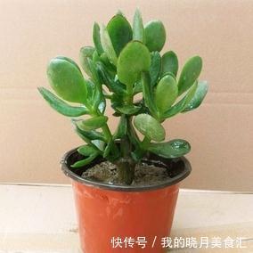 养玉树3个“控养法”,学会克制,才能长成“玉树临风”的大盆景