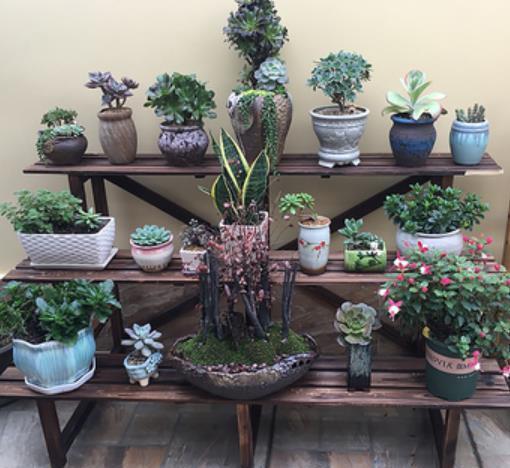 3种养多肉的小物品,老手都淘汰了,新手还争着买,都是智商税