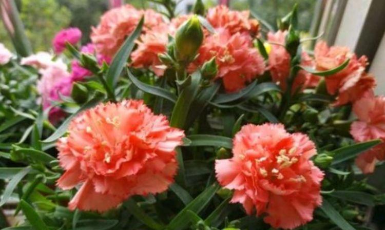 大花石竹大花石竹|4种花超漂亮的,养家里一年四季开花不断,花色鲜艳美极了