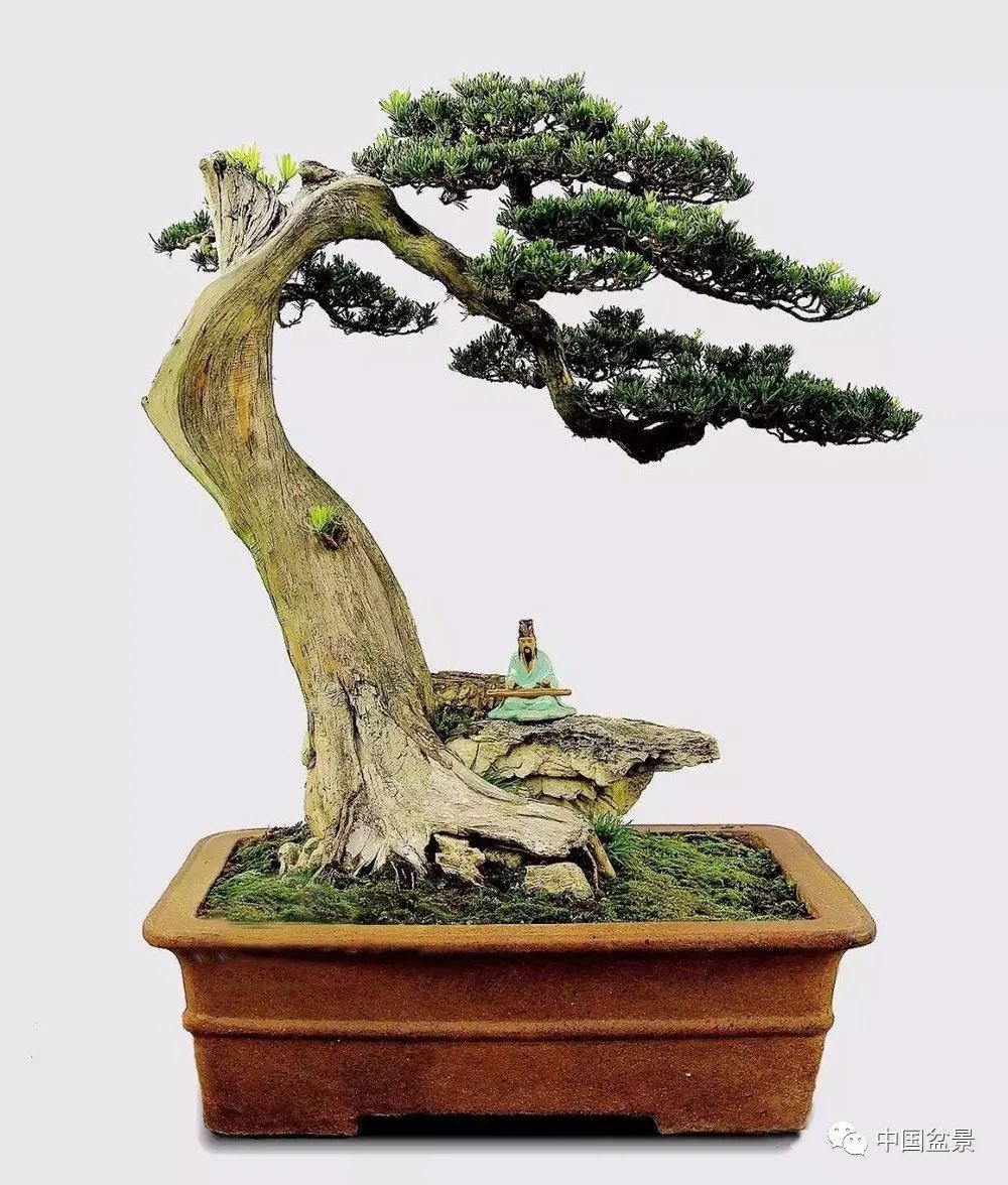 植株|这两种盆景能当传家宝,被爱好者当“心头肉”