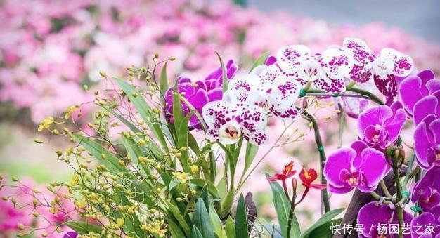 过年买的蝴蝶兰,不要轻易就扔掉,懂花的人都去楼下捡