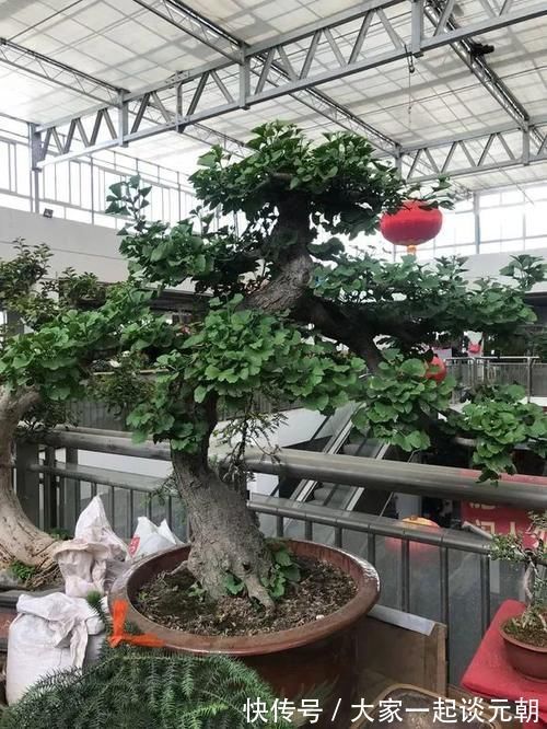 铁树|能养100年的花,养一盆成传家宝,越老越值钱!