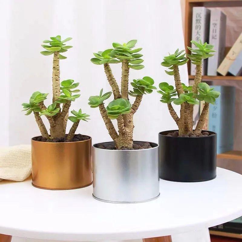 八种命里带“钱”的植物,家里养一盆,招财又旺运,你家养了几种