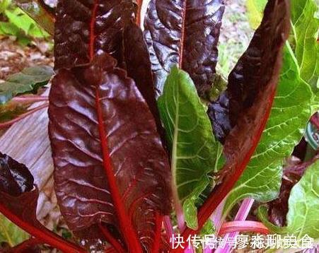 猪肉|此种菜比盆景好看比猪肉好吃,种一盆源源不断拔叶吃,连续十个月