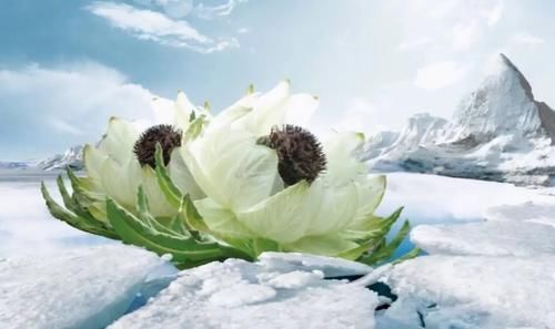 荒漠中“湿岛”西天山美如画，动植物王国，我看到雪豹啦！