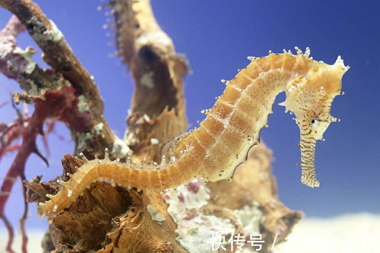 提取物|中药海马的4大养生价值,补肾、抗癌、防衰老,可谓是男性的福音