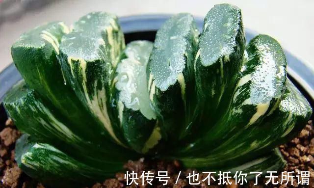 龟甲牡丹|世界上最名贵的花,一盆就是一座房子!