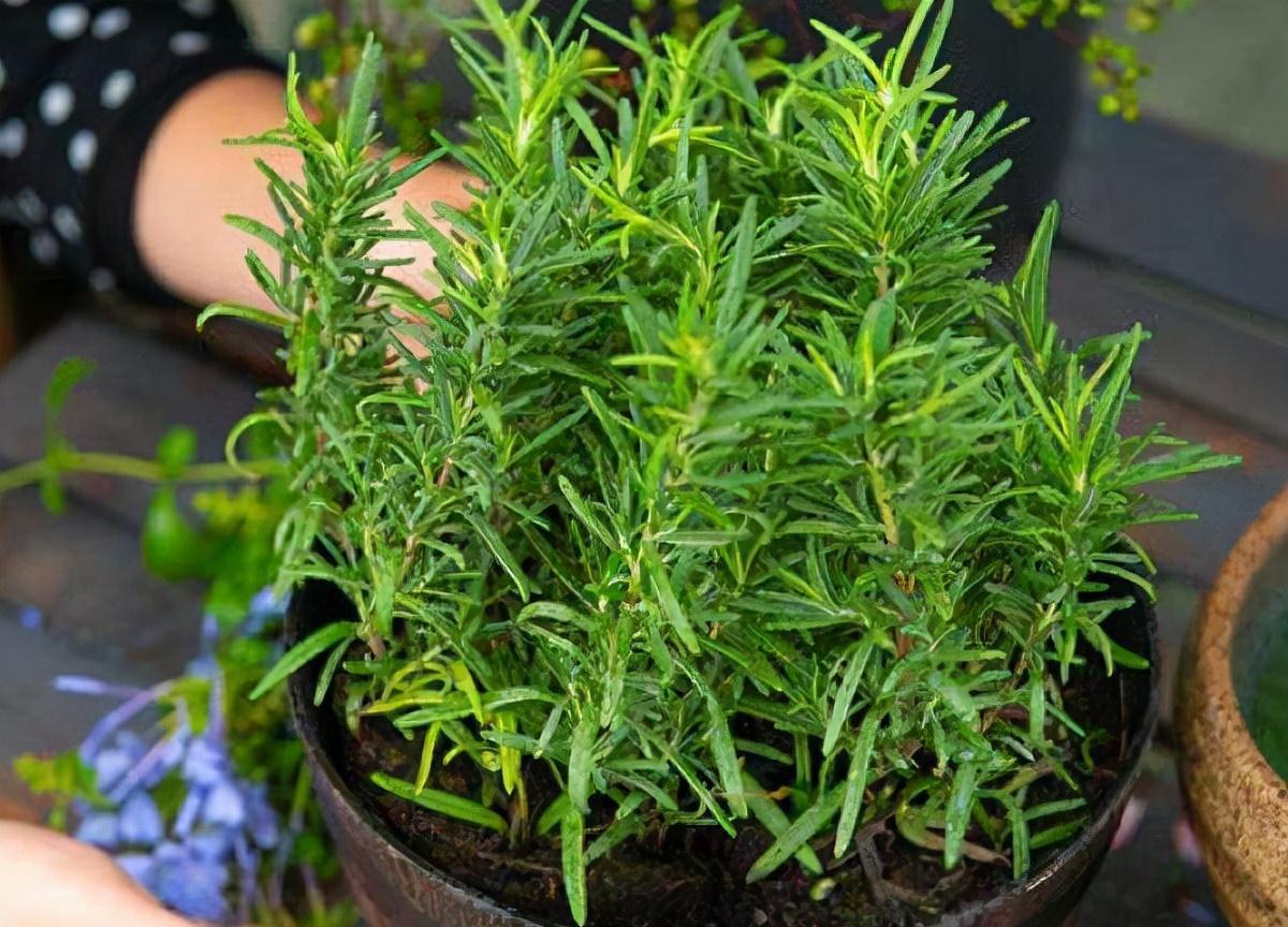 枝条|阳台养一盆它,皮实好养,散发香味、四季常绿、家里高级有氛围感