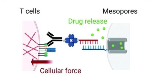 癌细胞|陈根:T细胞的物理施力,有效增强癌细胞杀伤