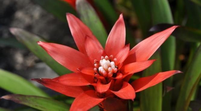  待机时间超长的3种花，一朵开100天以上，家里养一盆很喜庆