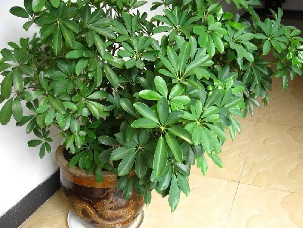 家里养花，3种花别乱“送人”！尤其是第1种，“招财”又养人