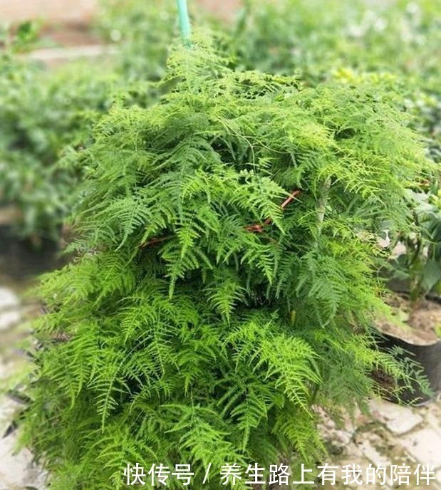 元素肥|家中文竹长得慢、叶子焦黄花土中放上它们,1周黄叶返青蹭蹭长!