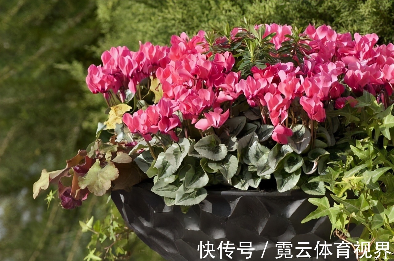 你的仙客来叶软,花趴还是黄叶,别着急,就用2招,挤满大花苞