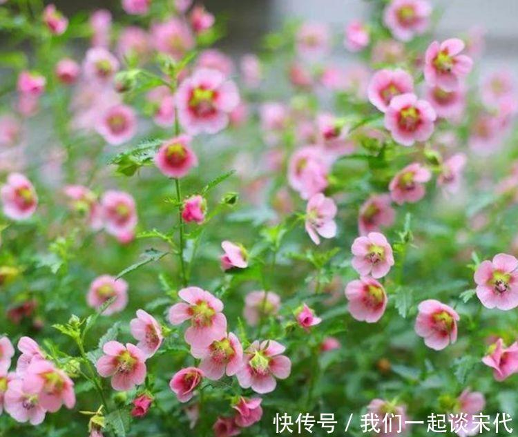 种花|4种花，美得“倾国倾城”，四季开花不断，阳台变成小花园