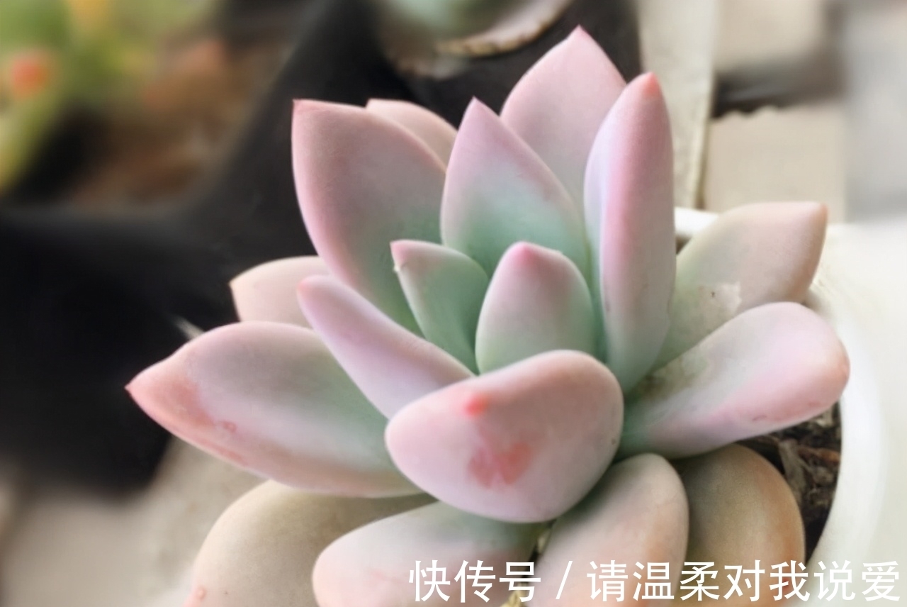 平日养多肉,这“1晒1补1控”要牢记,否则多肉养不好易死掉