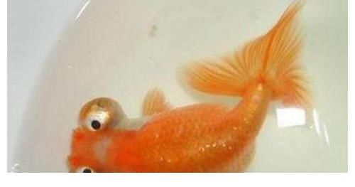 水泡|你会养蛋种金鱼吗？