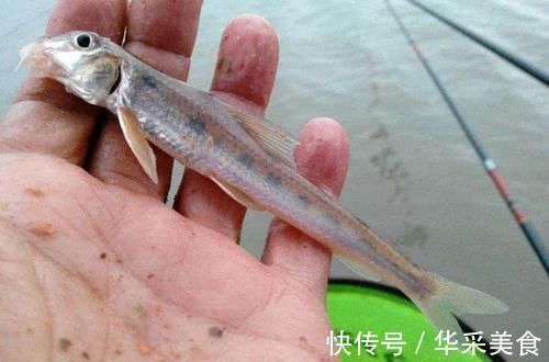 鱼种|长江中渐渐消失的鱼种,浑身棍子肉,俗称“船丁子”