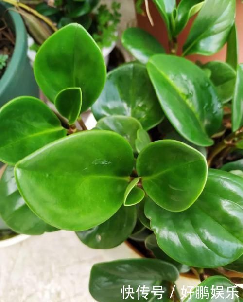 4种不同风格的花,谁见了都爱养,各有各的气质