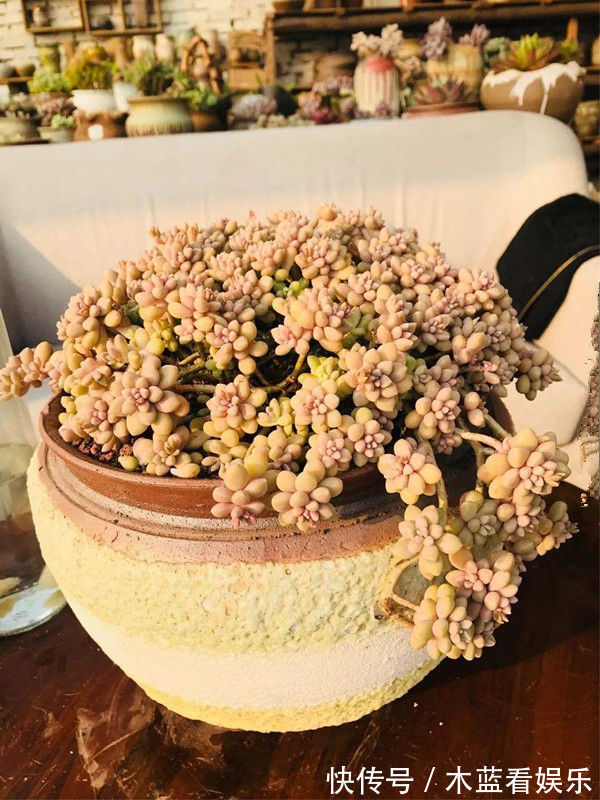 玫瑰|喜欢菊花,不妨养精品玫瑰花“卡罗拉”,红艳如火,寓意爱情!