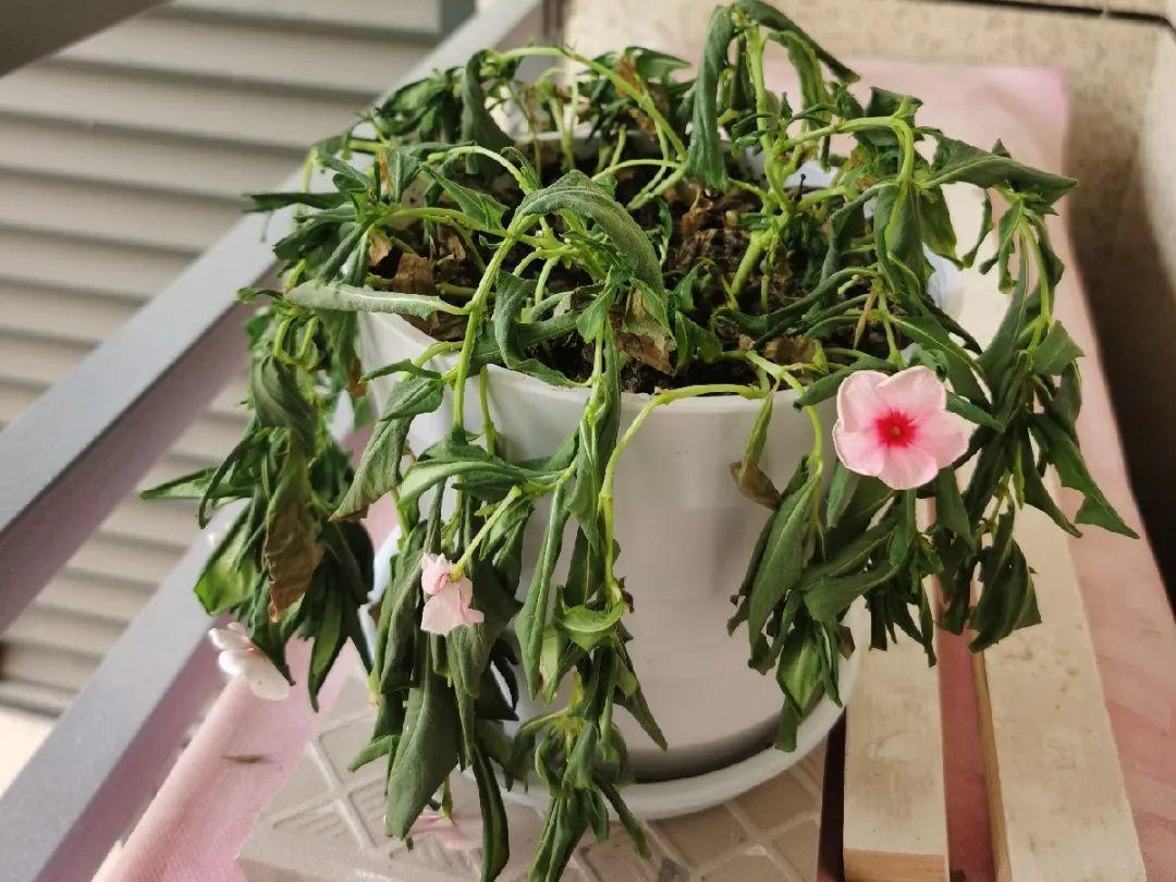 4种养花夺命水，秋天不要浇，一浇花就死！