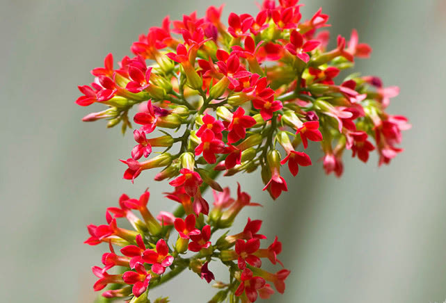 养长寿花，3个关键及时做，开花一茬接一茬，爆盆不是梦