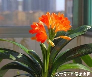 叶绿花艳|在花盆撒点便宜的它,盆栽花卉十年都不烂根,叶绿花艳爱爆盆