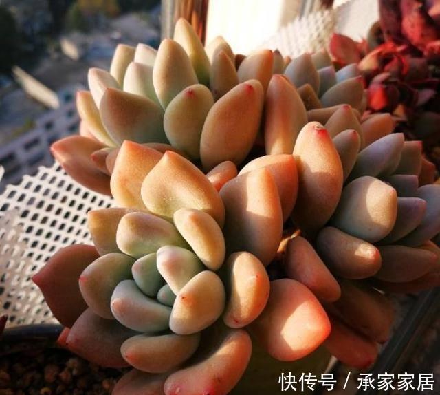 一不小心|家里盆栽总是被养死,试试此些东西,一不小心就爆盆