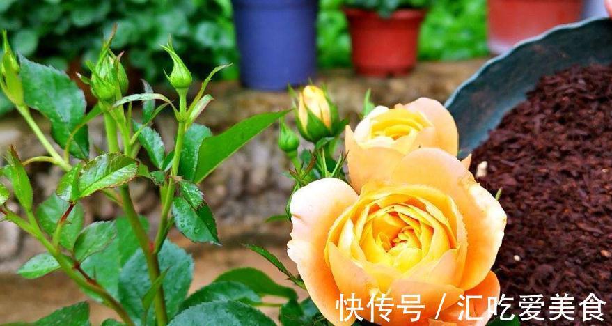 月季病害多,开花少,这2件事要常做,学会这些,叶茂花更旺