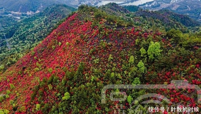 老年|江西三江交汇处映山红开满山，可远眺于都县城，花开如海非常壮观